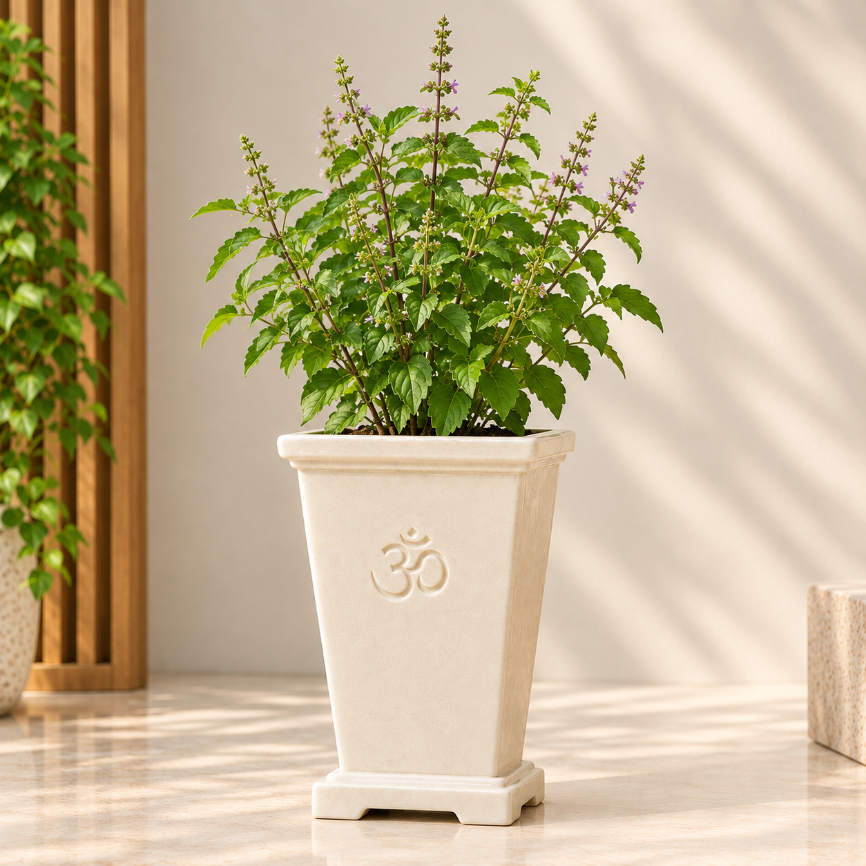 Ivory Om planter